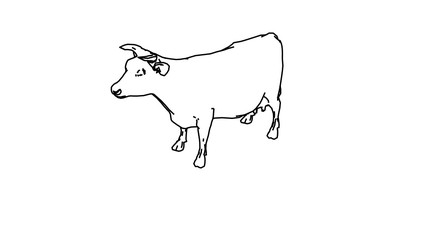coloring page of a cow