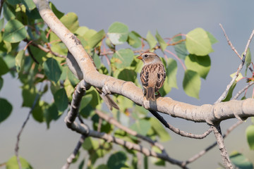 Female or Juvenile White-crowned Sparrow in Alaska