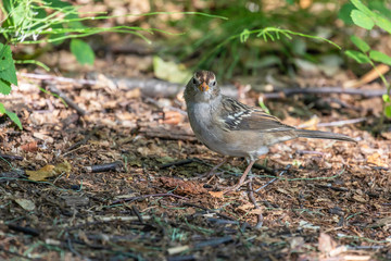 Female or Juvenile White-crowned Sparrow in Alaska