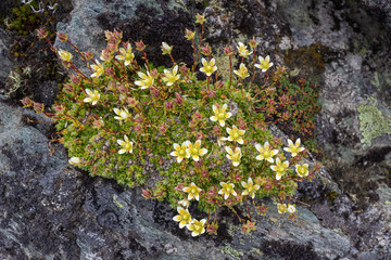 Alpine flower Saxifraga Bryoides (mossy saxifrage) on rock. Top view. Aosta valley, Italy. Photo...