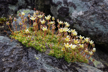 Alpine flower Saxifraga Bryoides (mossy saxifrage) on rock. Low perspective. Aosta valley, Italy. Photo taken at an altitude of 3000 meters.