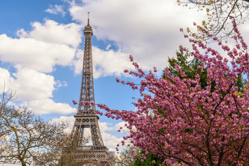 Paris France city skyline at Eiffel Tower with spring cherry blossom flower