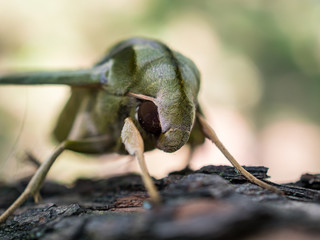 Large Pandora Sphinx Moth, Green Moth Close Up