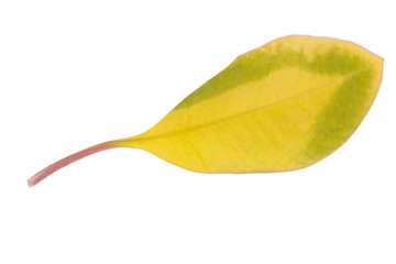 Isolation yellow leaf Euphorbia comb. Autumn plant, fallen. Macro photography.
