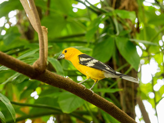 Yellow Grosbeak, small yellow bird with black wings on a branch in a tree with green foliage.