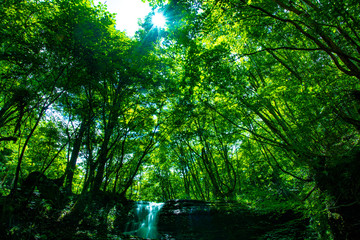Fototapeta na wymiar 兵庫県・緑深い峡谷の風景