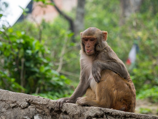 Fototapeta na wymiar Monkey on Ledge, Tongue Out, Monkey Temple, Nepal