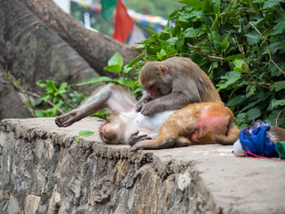 Two Monkeys Grooming on Ledge, Monkey Temple, Nepal