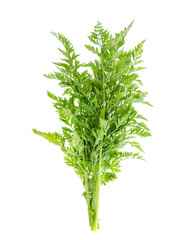 Bunch of green carrot leaves isolated on white background
