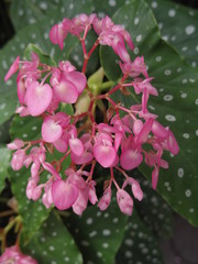 Close up of  begonia flowers