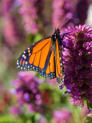 Monarch Butterfly on Purple Wild Flower, Close Up