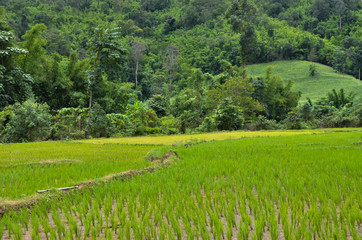 green rice paddy field