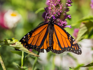 Monarch Butterfly on Purple Wild Flower, Close Up