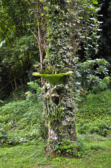 Platycerium ferns plant staghorn or elkhorn fern growing on bark tree