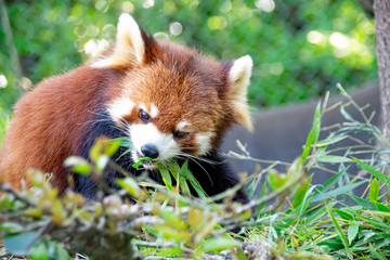 A lesser panda ( red panda) eating bamboo grasses