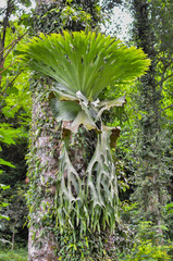 Platycerium ferns plant staghorn or elkhorn fern growing on bark tree 