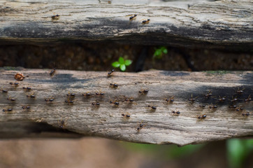 termite walking on old log