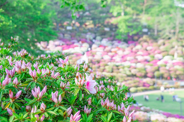 西山公園のピンクのツツジ　The pink azalea blossoms and buds at Nishiyama park in Sabae-city, Fukui pref. Japan.
