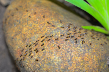 termite walking on old log