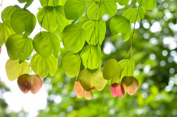 green leaf plant backgrounds