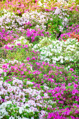 西山公園のツツジ　The pink and white azalea blossoms at Nishiyama park in Sabae-city, Fukui pref. Japan.