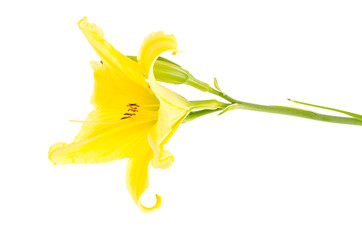 Fototapeta na wymiar One yellow daylily flower. Studio Photo