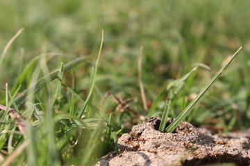 green grass in soil
