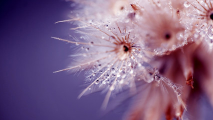 Fototapeta premium Dandelion Seeds in the drops of dew on a beautiful blurred background. 