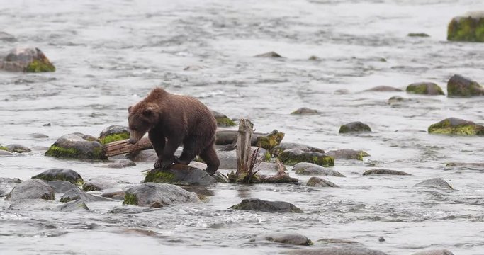 brown bear walking in water