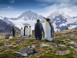 Zelfklevend Fotobehang Antarctica Koningspinguïns tijdens het paarseizoen op South Georgia Island in de Zuid-Atlantische Oceaan.