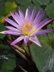 Close up of a pink water lily