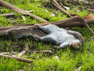 Dead Squirrel Laying in Grass, Close Up