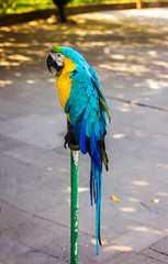a large blue yellow macaw parrot sits on a pole