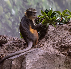 Orange, White, and Grey Fur on a Baby Wolf's Monkey on a Rock