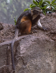 Orange, White, and Grey Fur on a Baby Wolf's Monkey on a Rock