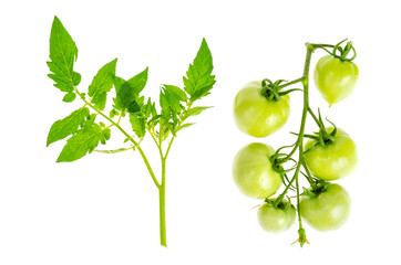 Unripe green tomatoes on branch isolated on white.