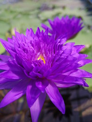 Close up of purple water lily flowers