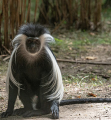 Grey and White Fur on a Close Up of a Colobus Monkey on the Ground