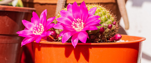 CACTUS DEL NORTE ARGENTINO