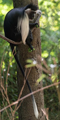 Grey and white Fur on a Colobus Monkey in a Tree