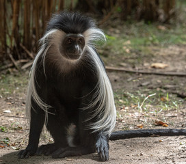 Fototapeta premium Grey and White Fur on a Close Up of a Colobus Monkey on the Ground