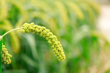  foxtail millet