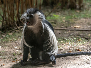 Grey and White Fur on a Close Up of a Colobus Monkey on the Ground