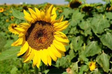 field of sunflowers