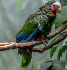 Deep Blue, Green, and Red Plumage on a Moulting Cuban Amazon Parrot on a Branch