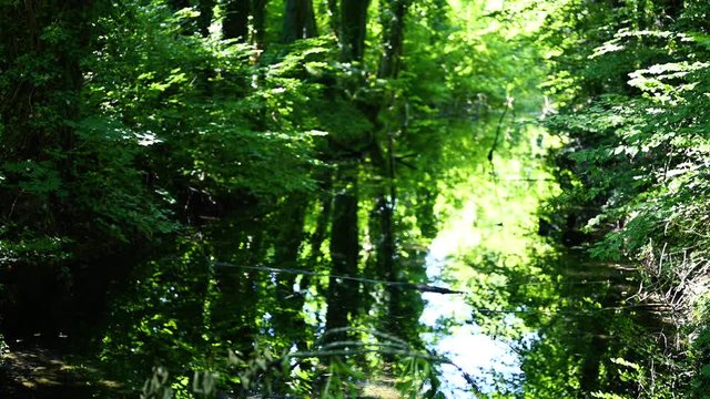 Beautiful little creek with green trees and peaceful forest around it. Camera slide upwards.
