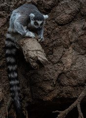 White and Grey Fur on a Ring Tail Lemur on a Log