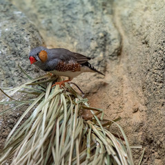Red, Orange, and Grey Plumage on a Zebra Finch Gathering Nesting Material