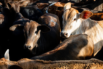 Cattle herd in confinement place. Braford.