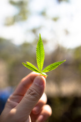 Hand fingers holding backlighted green marijuana leaf against bokeh background